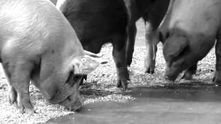 Santiago Sierra The Trilogy of Pigs Eating Peninsulas Kappatos Athens Art Residency May 2015
