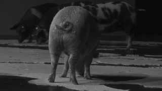 Santiago Sierra  The Trilogy of Pigs Eating Peninsulas  Kappatos Athens Art Residency  May 2015